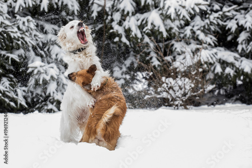 Fototapeta Naklejka Na Ścianę i Meble -  Two dogs fighting, Two dogs playing  in winter
