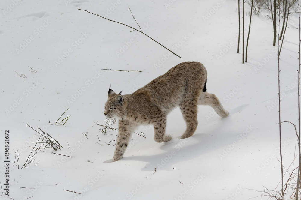 Naklejka premium Lynx run