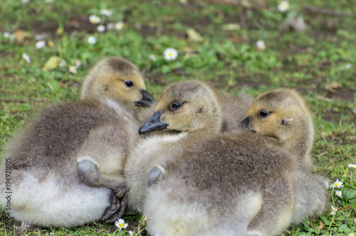 A closeup profile shot of canada geese goslings lying on the green grass which is covered in daisies.