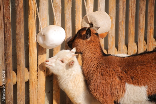 Goats in warm sunlight at a fence with salt lick