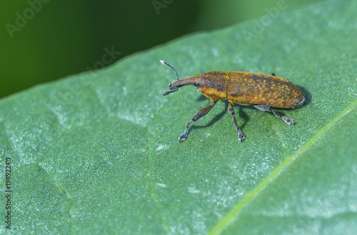 Bothynoderes punctiventris, Cleonus punctiventris, Asproparthenis punctiventris, ladybug