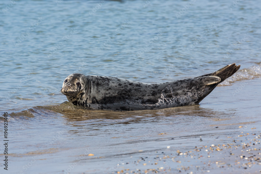 Naklejka premium Foka szara na plaży Helgoland, Niemcy