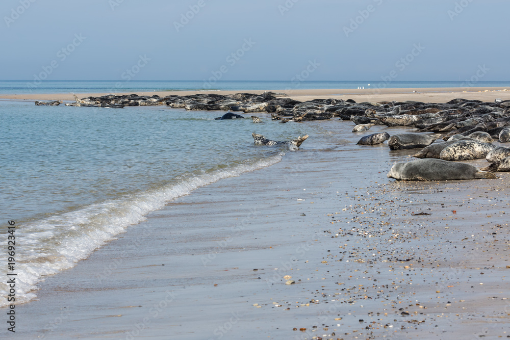 Fototapeta premium Foki szare odpoczywają na plaży Helgoland w Niemczech