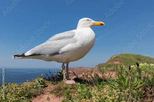 Frog perspective of Herring gull at German island Helgoland in the Northsea © Kruwt