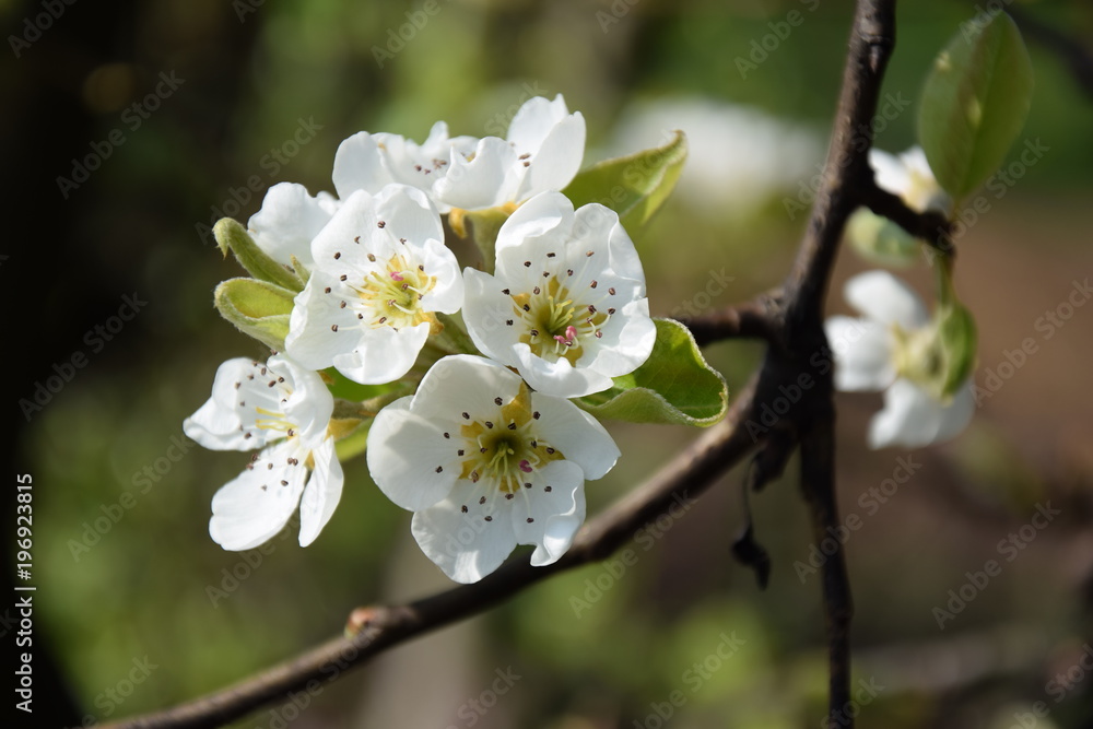 Birnbaumblüte in Südtirol