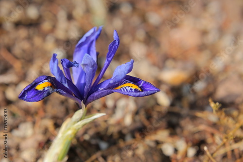 Fototapeta Naklejka Na Ścianę i Meble -  Iris reticulata (golden netted iris) in spring