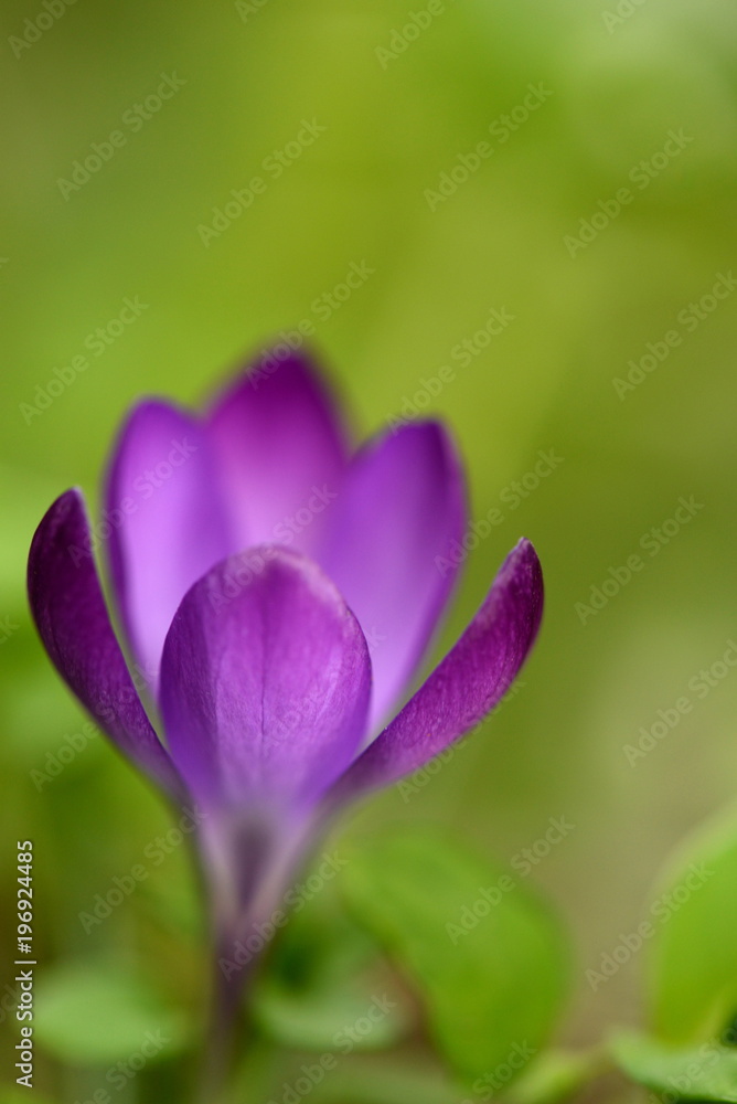 Primrose. Flowering crocuses Primrose. Flowering crocuses