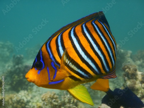 Royal angelfish