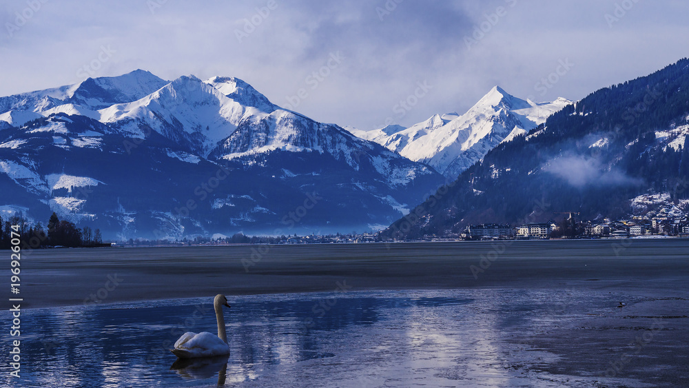 Swan and ducks in lake 