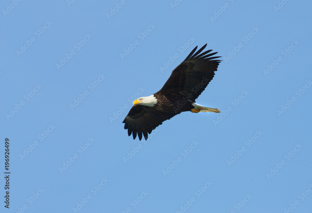 Obraz premium Bald Eagle in Flight with Blue Sky. Alaska