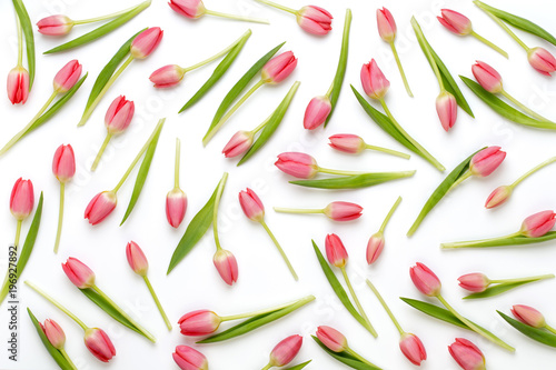 Pink tulip pattern on the white bacjkground. photo