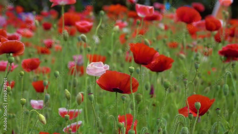 Papaver rhoeas flower. Royalty high quality free stock footage of papaver rhoeas flowers. Papaver rhoeas is an annual herbaceous species of flowering plant in the poppy family, Papaveraceae Papaver rhoeas flower. Royalty high quality free stock footage of papaver rhoeas flowers. Papaver rhoeas is an annual herbaceous species of flowering plant in the poppy family, Papaveraceae