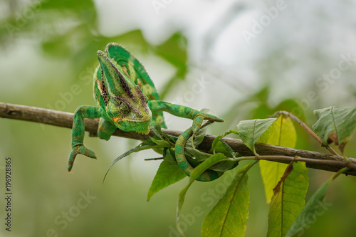 Closeup colorful chameleon in action position