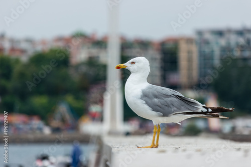 A large seagull on a concrete pier close up.