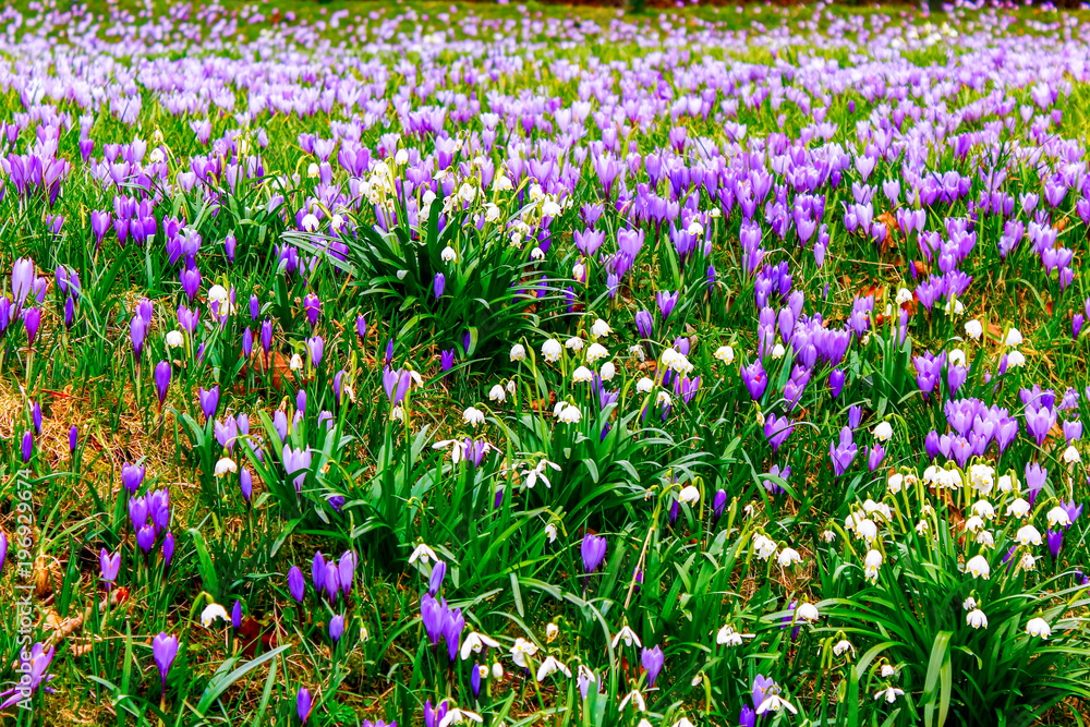 Fototapeta premium Snowdrops among millions of purple crocus