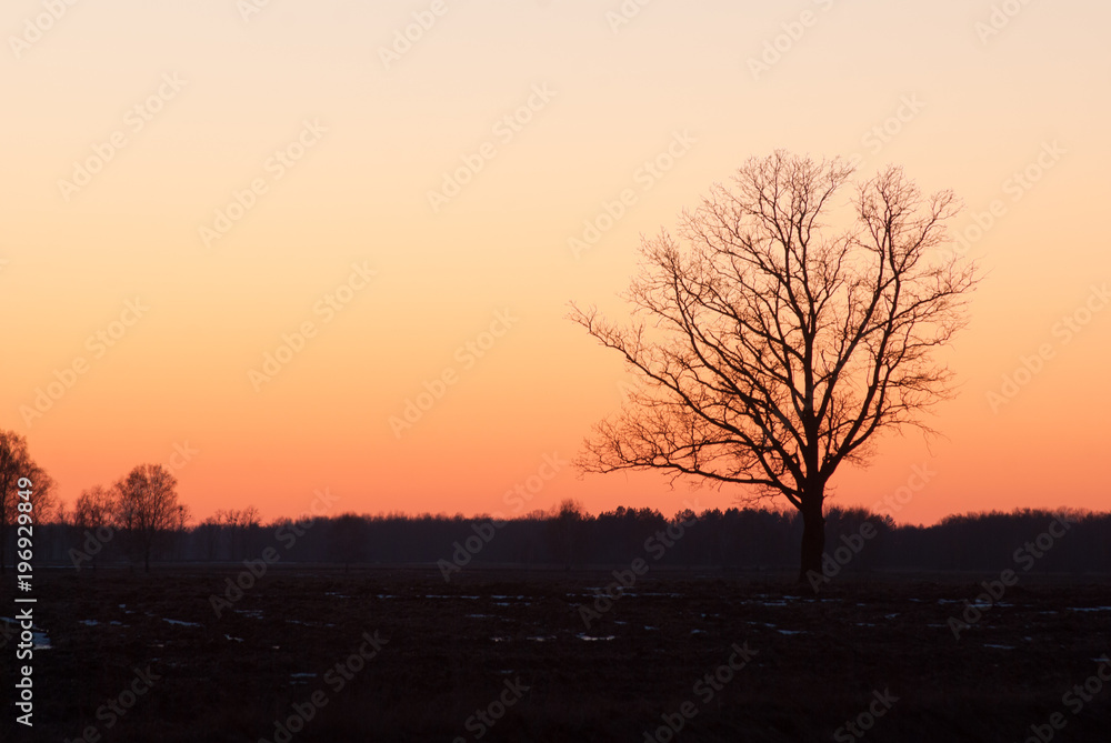 lonely tree in the field, silhouette at sunset, lonely tree in the field, silhouette at sunset,