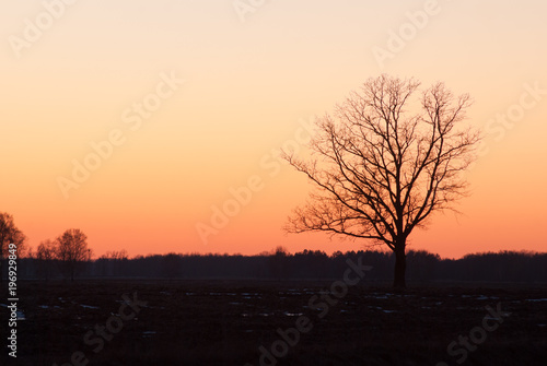 lonely tree in the field, silhouette at sunset,