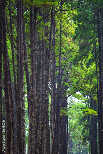 Into the forest. Nature com...