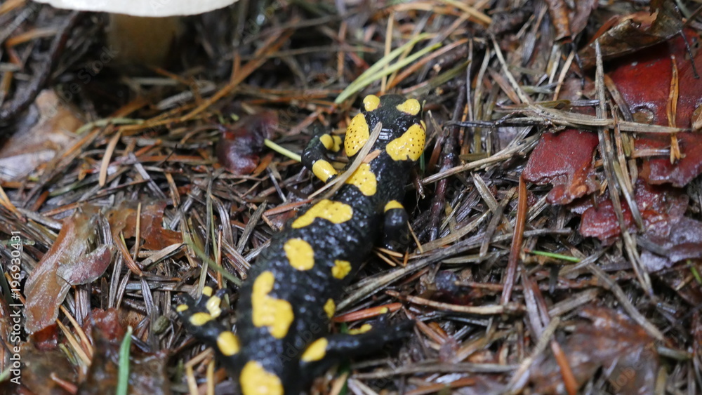 Jaszczurka Salamandra (Lizard Salamandra) Jaszczurka Salamandra (Lizard Salamandra)