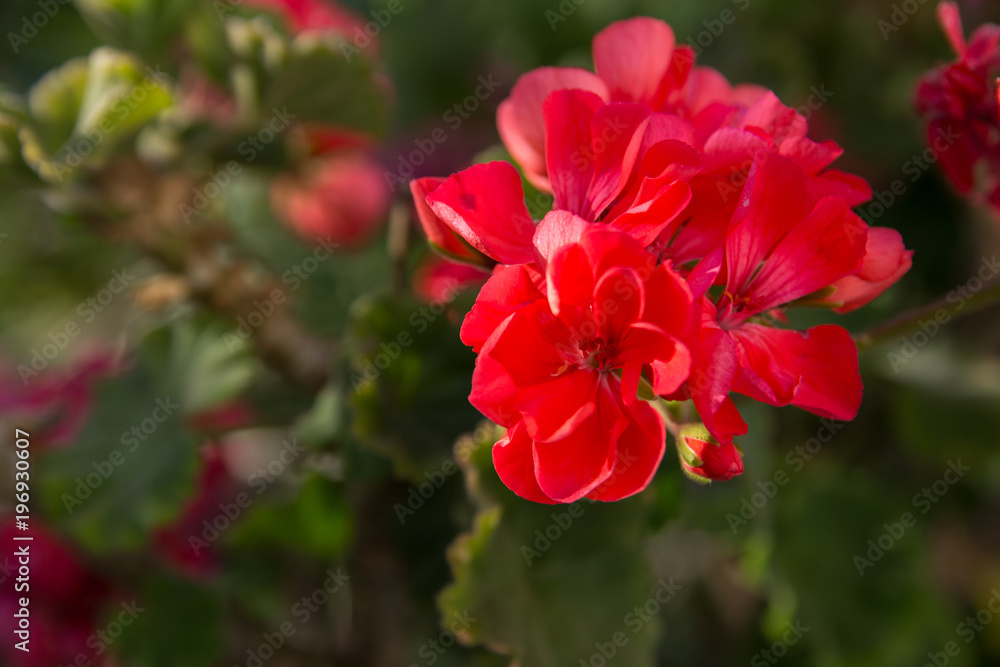 A close up of a red flower in a green background A close up of a red flower in a green background