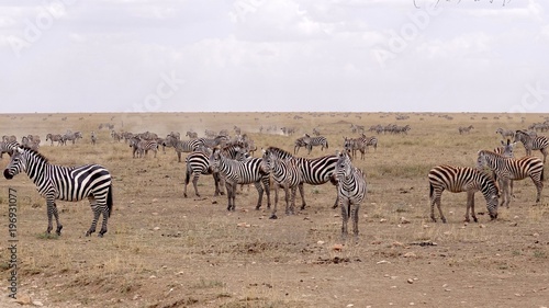 Zebra  Zebras Serengeti  Tanzania  Africa