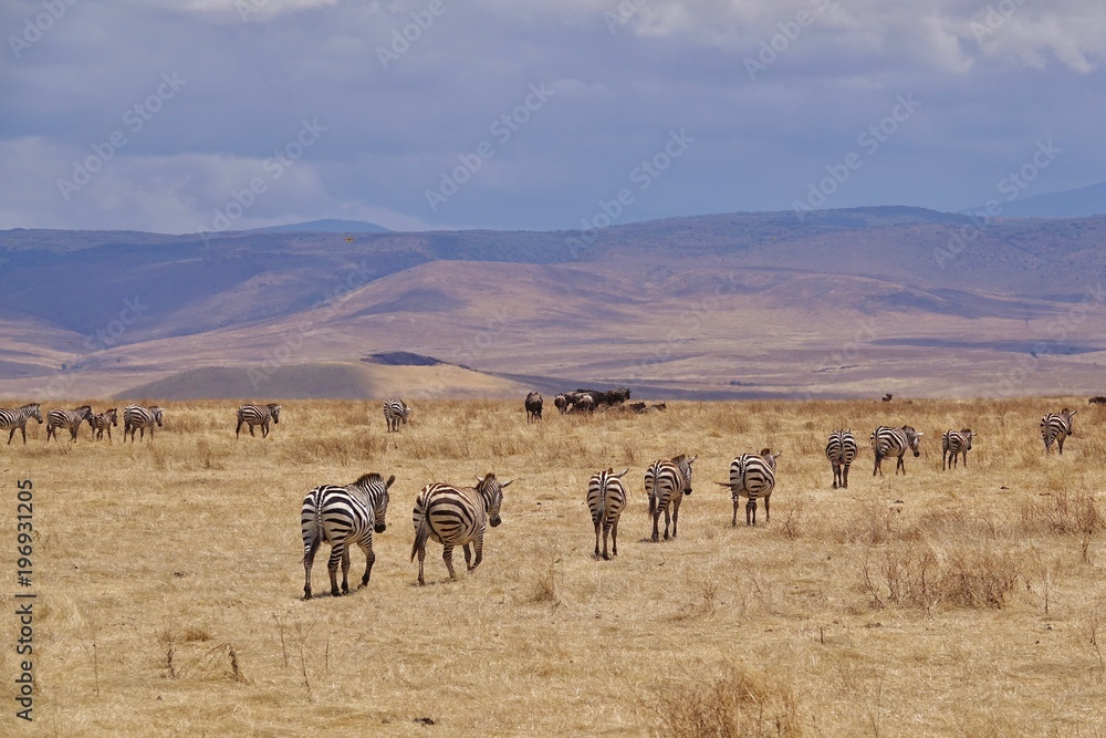 Zebra, Zebras Serengeti, Tanzania, Africa