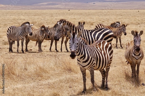 Zebra  Zebras Serengeti  Tanzania  Africa