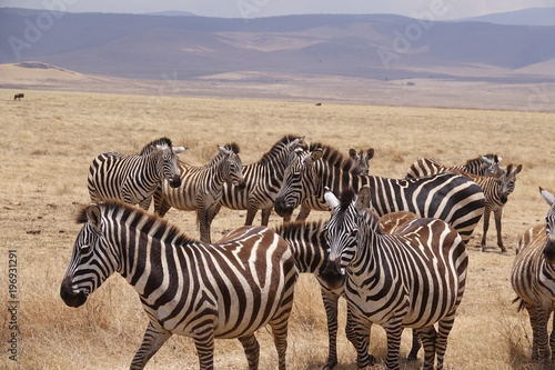Zebra  Zebras Serengeti  Tanzania  Africa