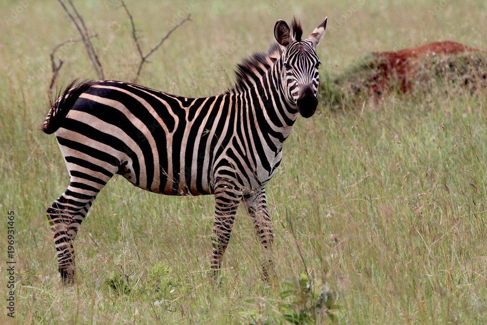 Zebra, Zebras Serengeti, Tanzania, Africa Zebra, Zebras Serengeti, Tanzania, Africa