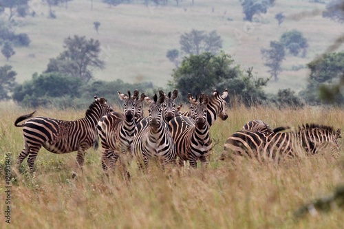 Zebra  Zebras Serengeti  Tanzania  Africa