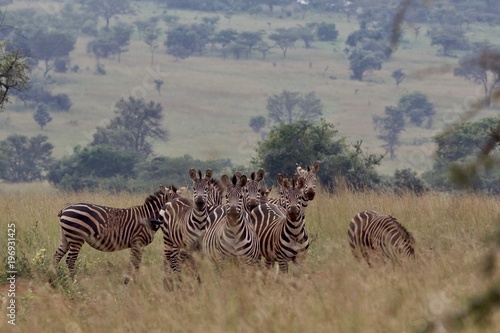 Zebra  Zebras Serengeti  Tanzania  Africa