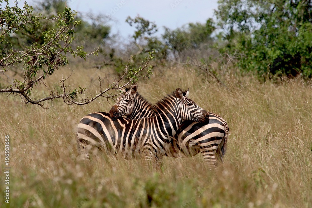 Fototapeta premium Zebra, Zebras Serengeti, Tanzania, Africa