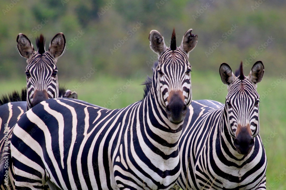 Fototapeta premium Zebra, Zebras Serengeti, Tanzania, Africa