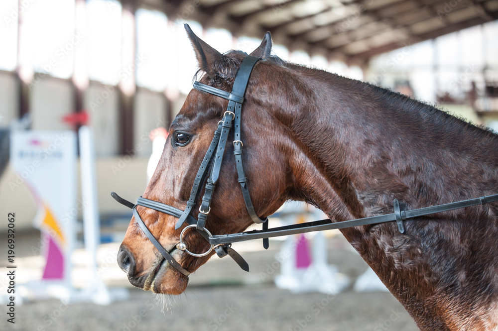 Fototapeta premium a horse's head