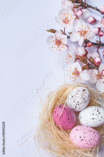 View of colorful pink and white freckled Easter eggs in a straw nest with spring tree branches blooming with white flowers on white background, Happy Easter background