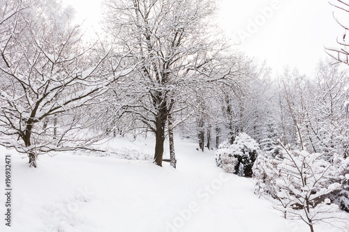 Winter mountain trees on winter mountain background landscape. © Roman's portfolio