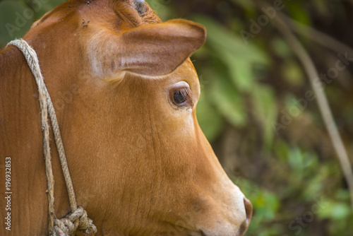 Beef cattle Hindu Brazil in...