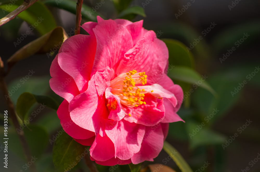 Obraz premium 椿の花