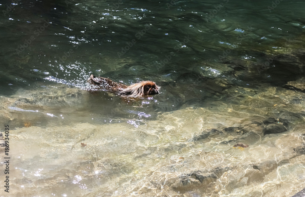 Fototapeta premium a small, red dog, the Pekingese. It floats in a mountainous, transparent river.