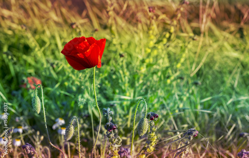 Flowers Red poppies blossom Close up poppy head