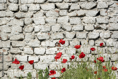 Deteriorating brick wall painted and poppy flowers