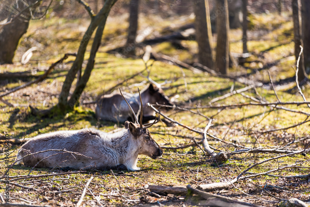 Obraz premium Reindeer in Forest
