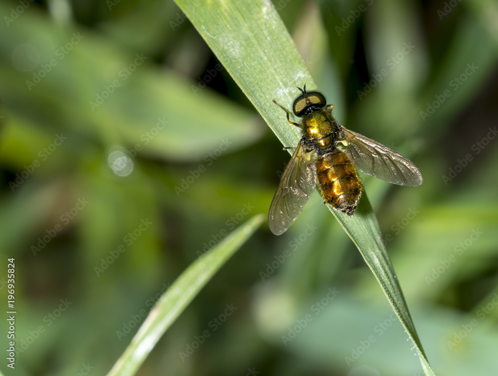 Fly with golden belly on a leaf Diptera Insect Fly with golden belly on a leaf Diptera Insect
