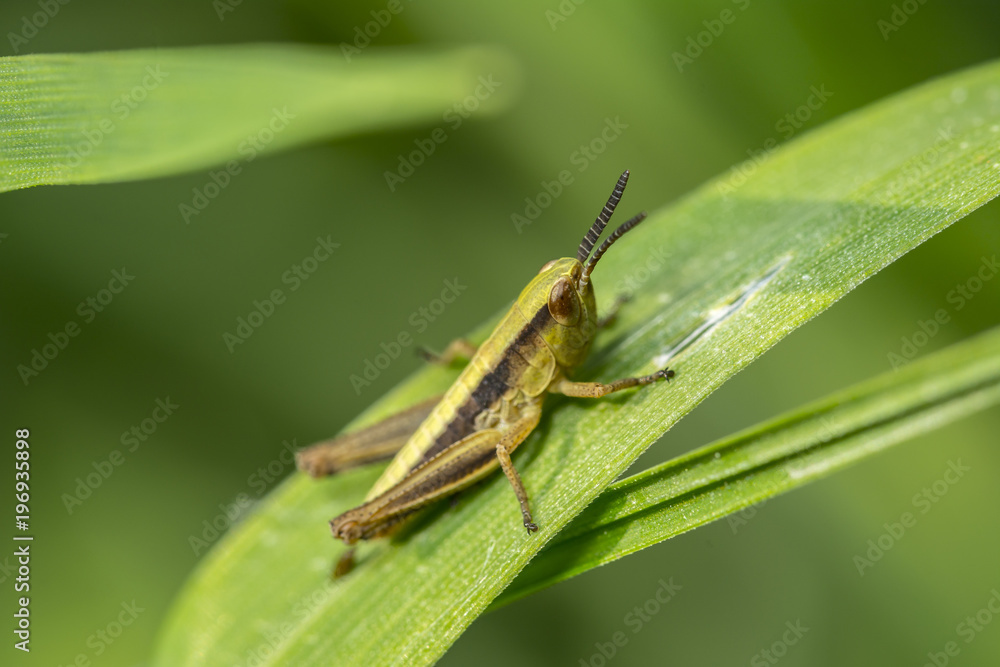 Grashopper is sitting on the fresh leaf Grashopper is sitting on the fresh leaf