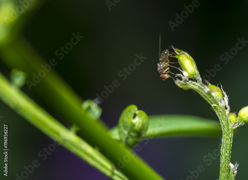 Wallpaper Mural Drosophila melanogaster, the common fruit fly or vinegar fly. Torontodigital.ca
