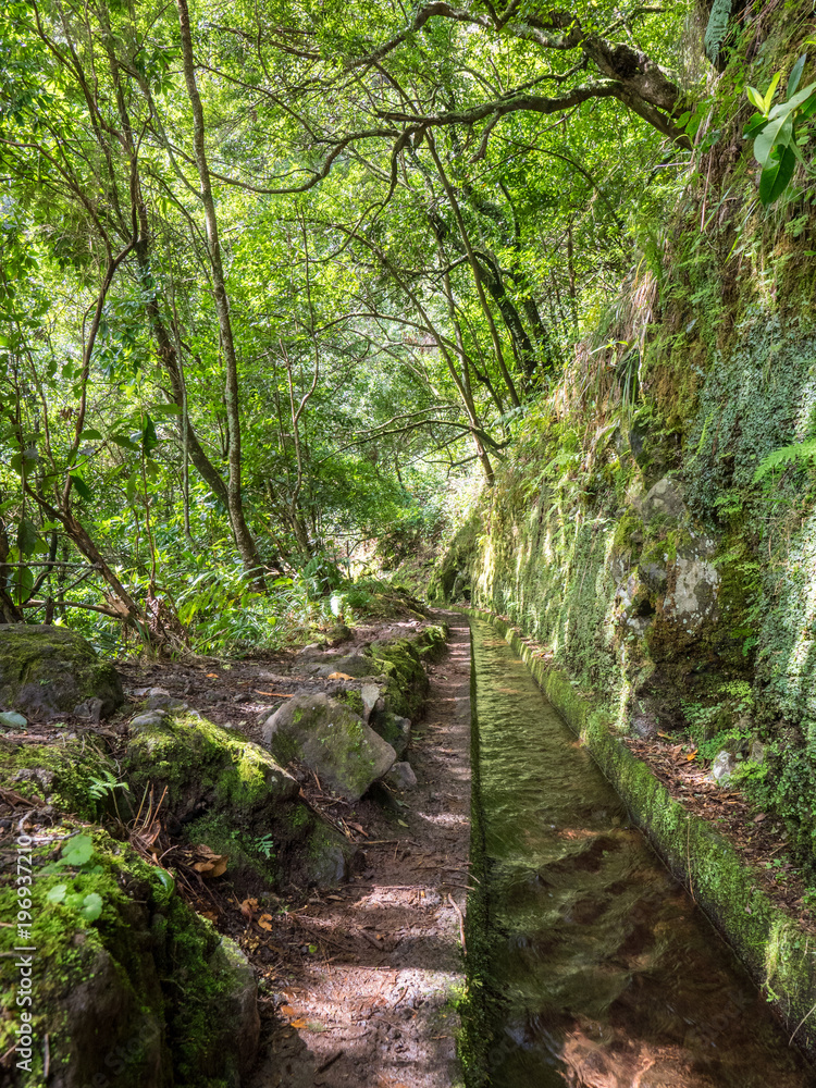 Fototapeta premium Walking alona a Levada in Madeira, Portugal