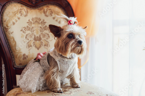 Photography cute little dog sitting in a suit under bride dress