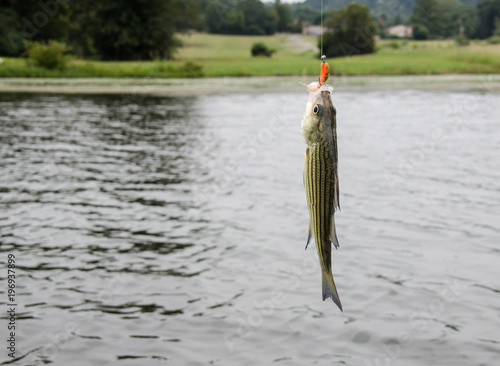 Striped Bass caught by sport fisherman. Freshwater lake fishing for fun, relaxation and sport. 