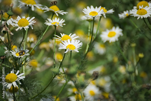 wild flowers on a field in summer 