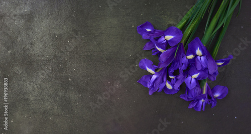 Greeting card purple iris